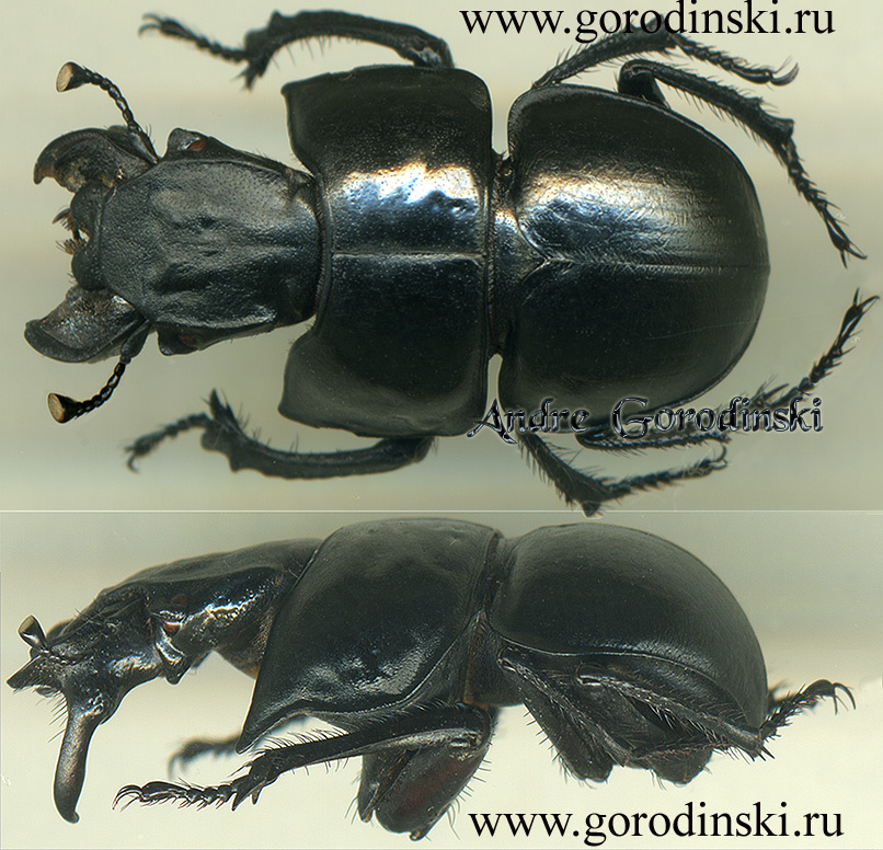 http://www.gorodinski.ru/geotrupes/Lethrus acutangulus.jpg